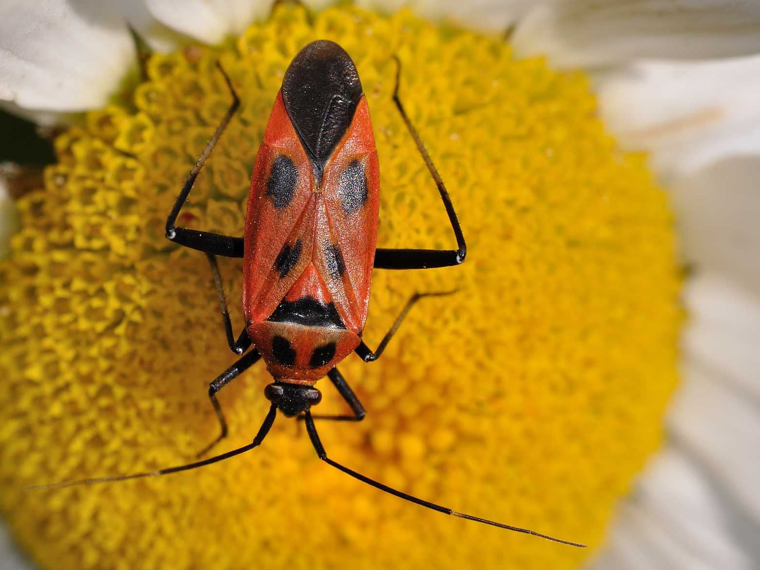 Miridae - Calocoris nemoralis f. hispanica